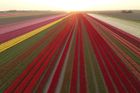 Záběr z dronu na pole rozkvetlých tulipánů.
