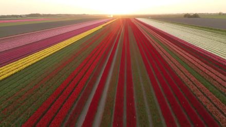 Nekonečná pole rozkvetlých tulipánů. Užijte si úchvatné záběry z výšky