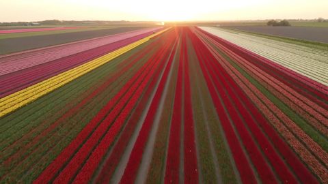 Nekonečná pole rozkvetlých tulipánů. Užijte si úchvatné záběry z výšky