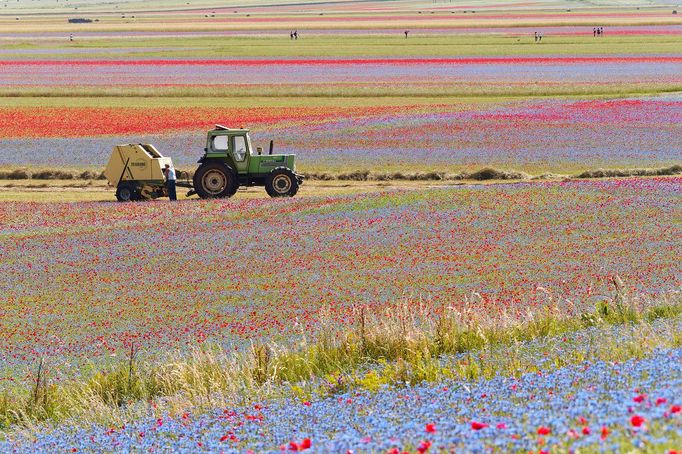 Rozkvetlá letní pole v okolí italské vesnice Castelluccio di Norcia