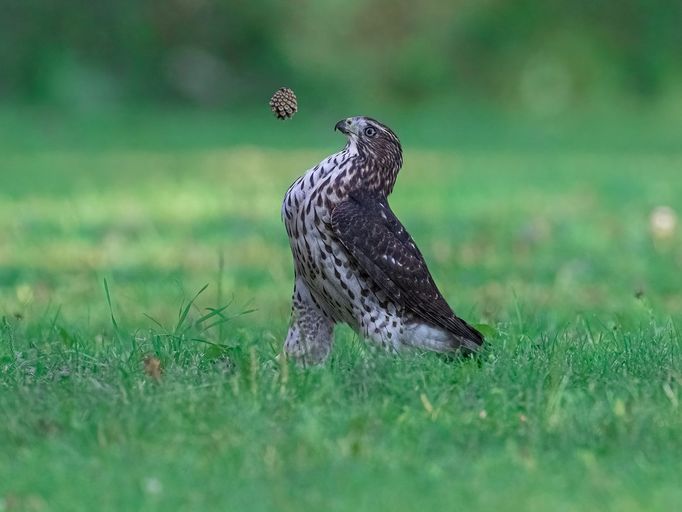 Vítězové soutěže Comedy Wildlife Photography Awards 2022