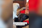 Miluji tě! Papoušek přivítal štěně nejdojemnějším způsobem, z videa je virální hit