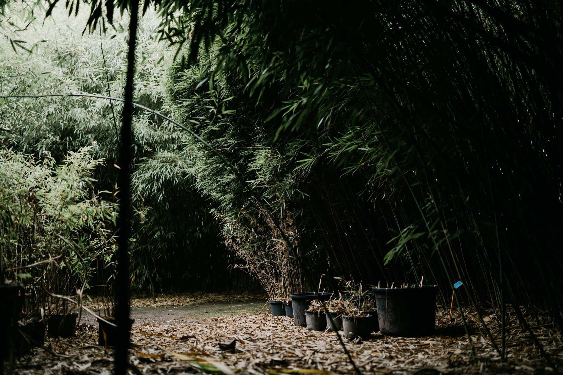 Bambusárium Bohnice