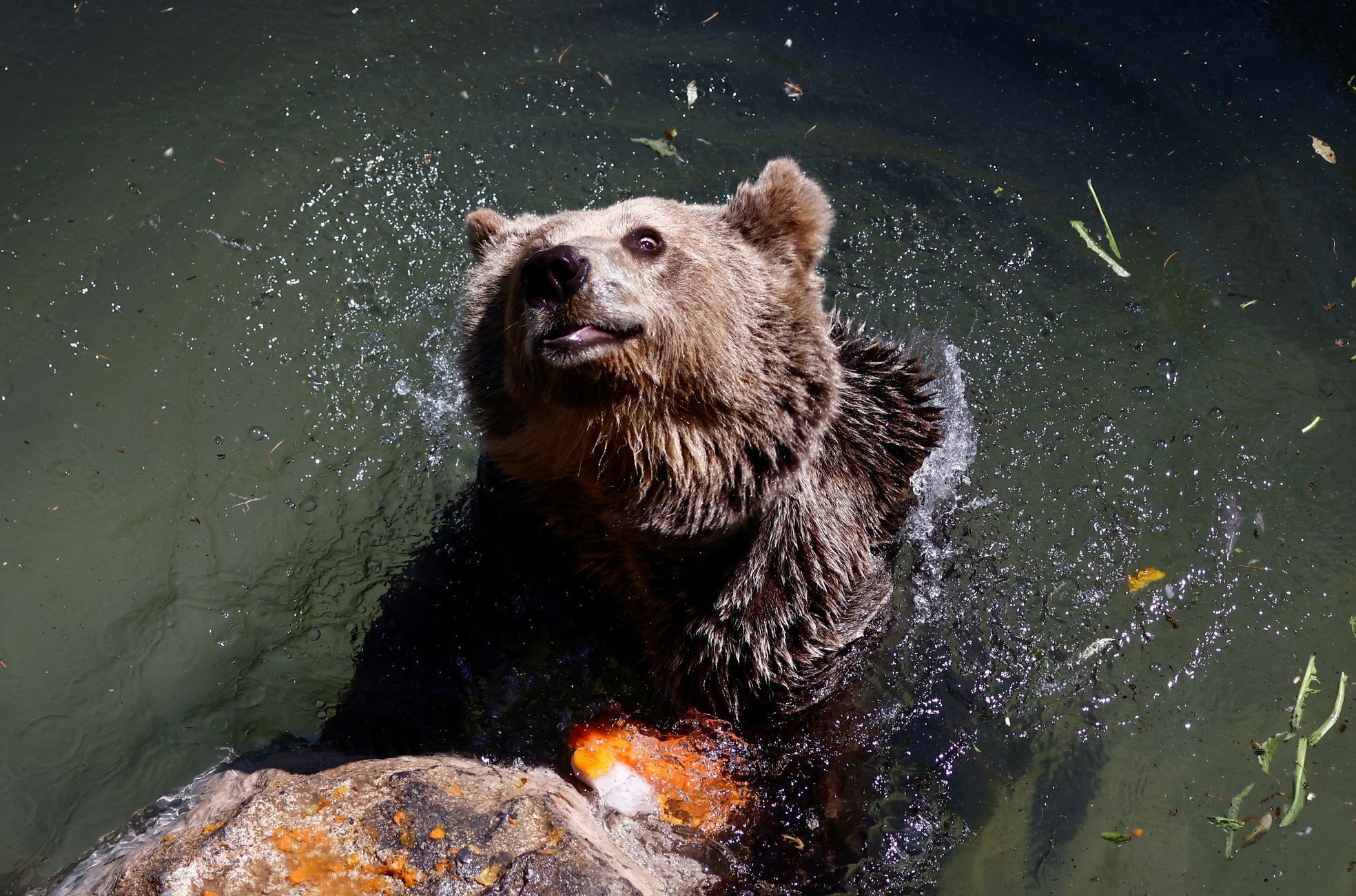 zoo vlny veder zvířata