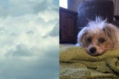Žena věří, že jí mrtvý pes poslal zprávu z nebes. Zjevil se jí v oblacích