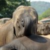 Sloni v pražské ZOO