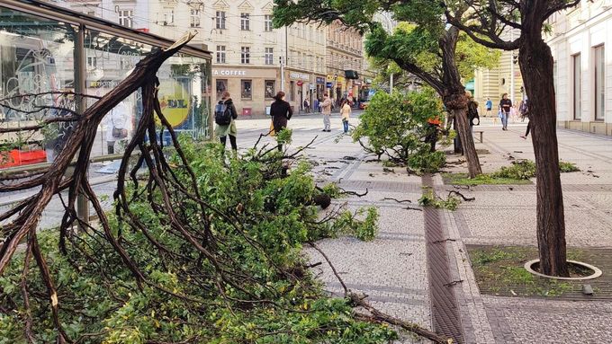 Stromy popadané kvůli silnému větru v Praze.