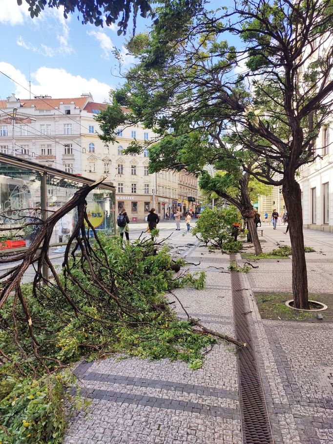 Stromy popadané kvůli silnému větru v Praze