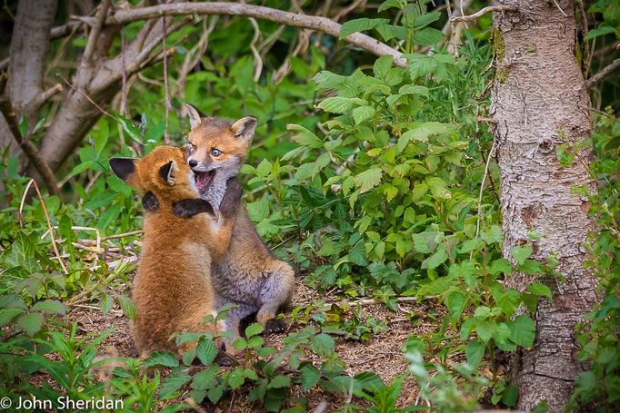 Comedy Wildlife Photography Awards 2017, finalisté soutěže