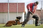 Procházka věnoval spoustu času tréninku psů, jednoho trénoval pro vyhledávání výbušnin a cvičil také psa pro stráž.