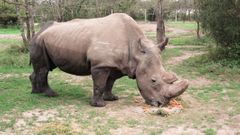 Nosorožec Súdán v keňské rezervaci Ol Pejeta.