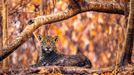 Wildlife Photographer of the Year, nominace na cenu veřejnosti