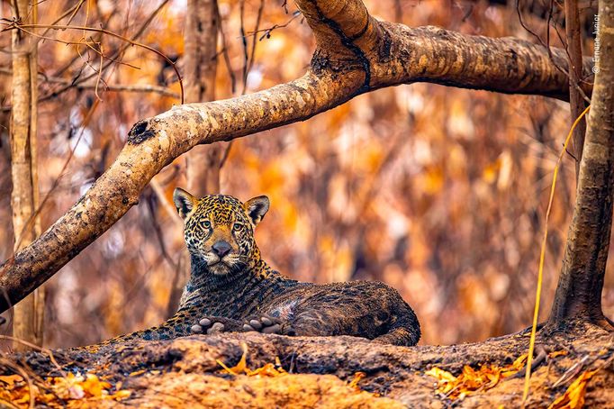 Wildlife Photographer of the Year, nominace na cenu veřejnosti