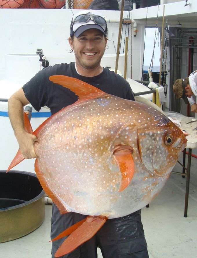 Ryba opah