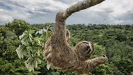 V závěsu. Jeden z finálových snímků soutěže Wildlife Photographer of the Year.