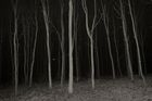Temná fotografická báseň. Magické fotky lesů, které vyhrály soutěž na téma Prostor