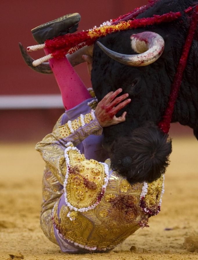 Spanish matador Nazare is gored in the calf by a bull during a bullfight in Seville