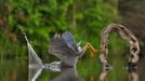 Vítězové soutěže Comedy Wildlife Photography Awards 2023