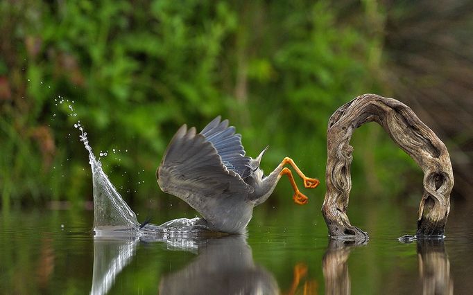 Vítězové soutěže Comedy Wildlife Photography Awards 2023