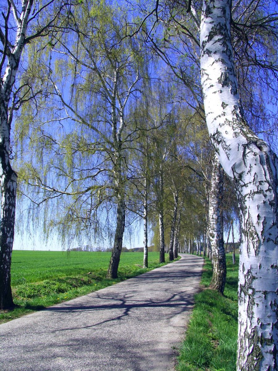 Březová alej