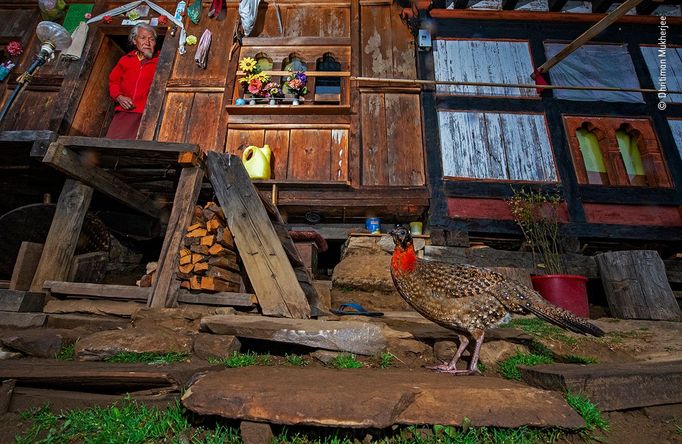 Wildlife Photographer of the Year, nominace na cenu veřejnosti