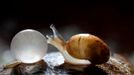 Snail farming Snail farming. Week-old hatchling and egg of a land snail (Helix aspersa maxima), produced for human consumption.