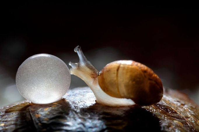 Snail farming Snail farming. Week-old hatchling and egg of a land snail (Helix aspersa maxima), produced for human consumption.