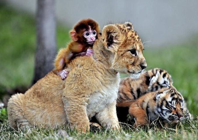 Mládě opice spolu s mládětem lva a tygra si hrají v Guaipo Manchurian Tiger Park v Shenyangu, provincii Liaoning, 1. května 2013.