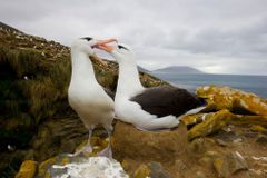 Páry albatrosů se stále častěji rozcházejí. Mohou za to klimatické změny, tvrdí vědci
