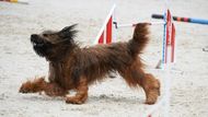 Briard v pohybu. Na závodech agility to není příliš obvyklé plemeno.