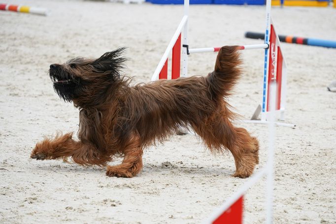 Mezinárodní kynologické závody Prague Agility Party 2022, závodiště Velká Chuchle