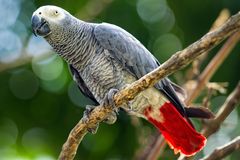 Pětice papoušků sprostě nadávala návštěvníkům. Zoo je musela před lidmi schovat