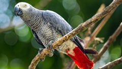 Papoušek šedý