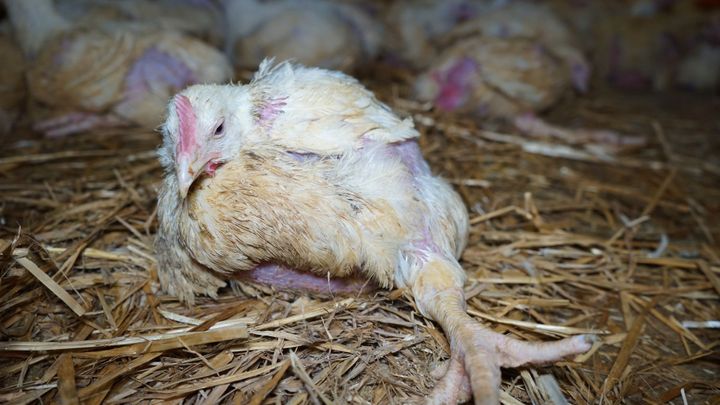 Chov "rychlokuřat" je utrpení, ukazují aktivisté. Jde jen o výjimky, oponují znalci; Zdroj foto: Obraz - Obránci zvířat