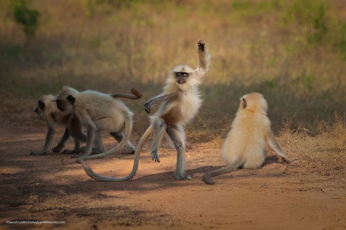 Finalisté fotografické soutěže Comedy Wildlife Photography Awards 2021