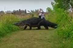 Turisty v národním parku na Floridě překvapil obří aligátor. Připomínal dinosaura z Jurského parku