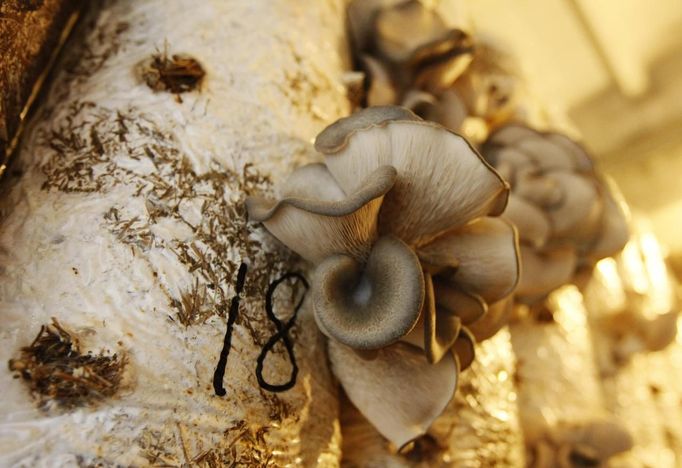 Oyster mushrooms, also known as Veshenka mushrooms or Pleurotus Ostreatus, grow inside a private mushroom farm in the settlement of Beryozovka outside Krasnoyarsk, May 16, 2012. The farm is the only cultivator and supplier of oyster mushrooms in the region. Oyster mushrooms lower cholesterol levels and reduce the risk of oncological diseases, according to farm co-owner Sergei Murunov. REUTERS/Ilya Naymushin (RUSSIA - Tags: AGRICULTURE SOCIETY) Published: Kvě. 16, 2012, 3:05 odp.