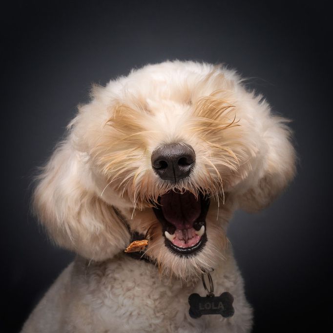 Comedy Pet Photo Awards 2024