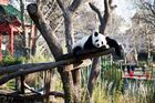 Panda v berlínské zoo je znovu středem pozornosti, nejspíš čeká potomka