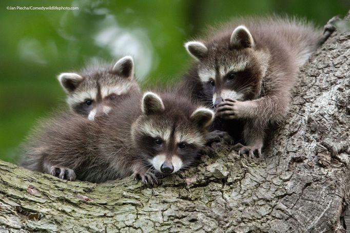 Vítězové soutěže Comedy Wildlife Photography Awards 2021