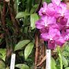 Orchideje v botanické zahradě