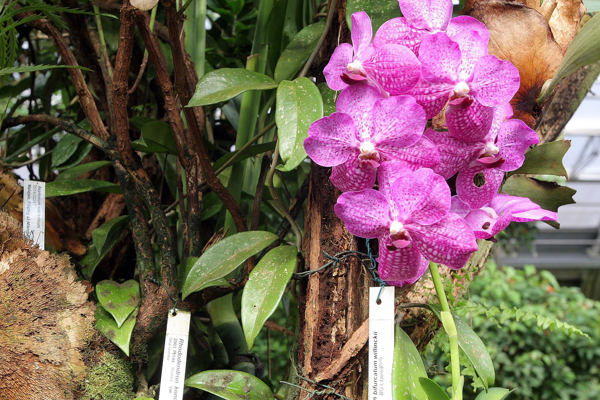 Orchideje v botanické zahradě