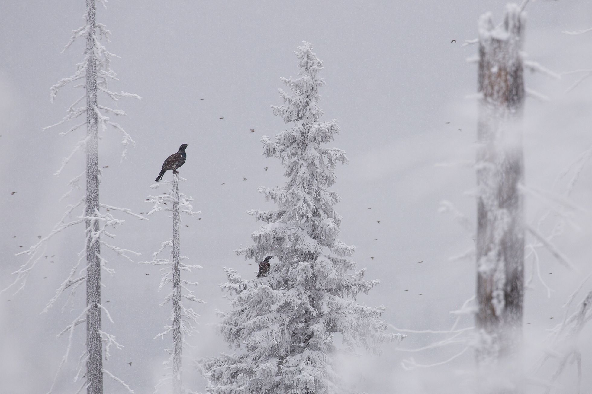 Nominace na Czech Nature Photo 2021