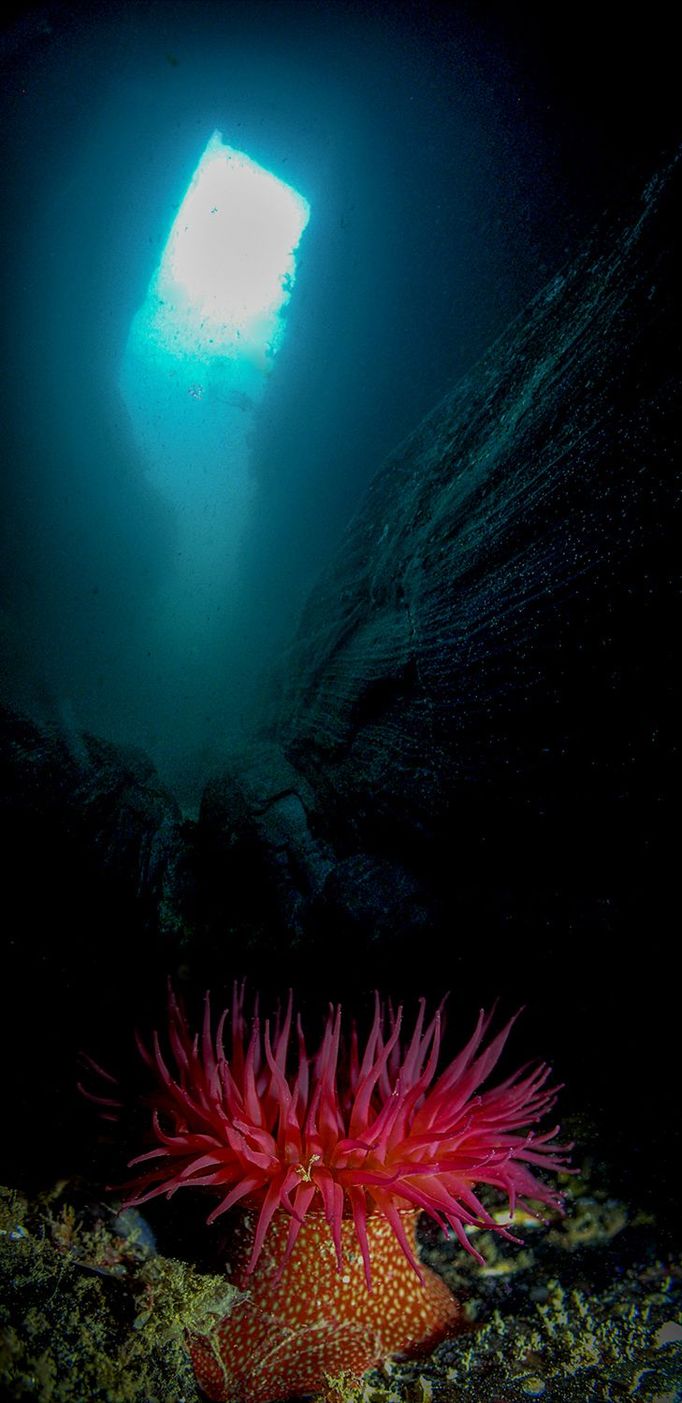 Vítězné fotografie ze soutěže Underwater Photographer of the Year 2023