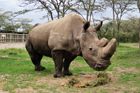 "Děláme, co můžeme. Myslete na něj." Poslední samec nosorožce, který žil desetiletí v Česku, umírá