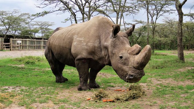V březnu uhynul poslední samec vzácného nosorožce severního bílého.