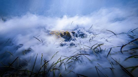 Vítězný snímek i vítěze a nominované ve všech kategoriích si můžete prohlédnout ve fotogalerii.