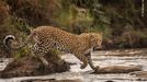 Fotografie ze soutěže Wildlife Photographer of the Year 2023