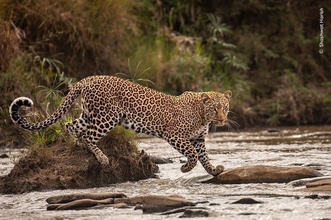 Fotografie ze soutěže Wildlife Photographer of the Year 2023