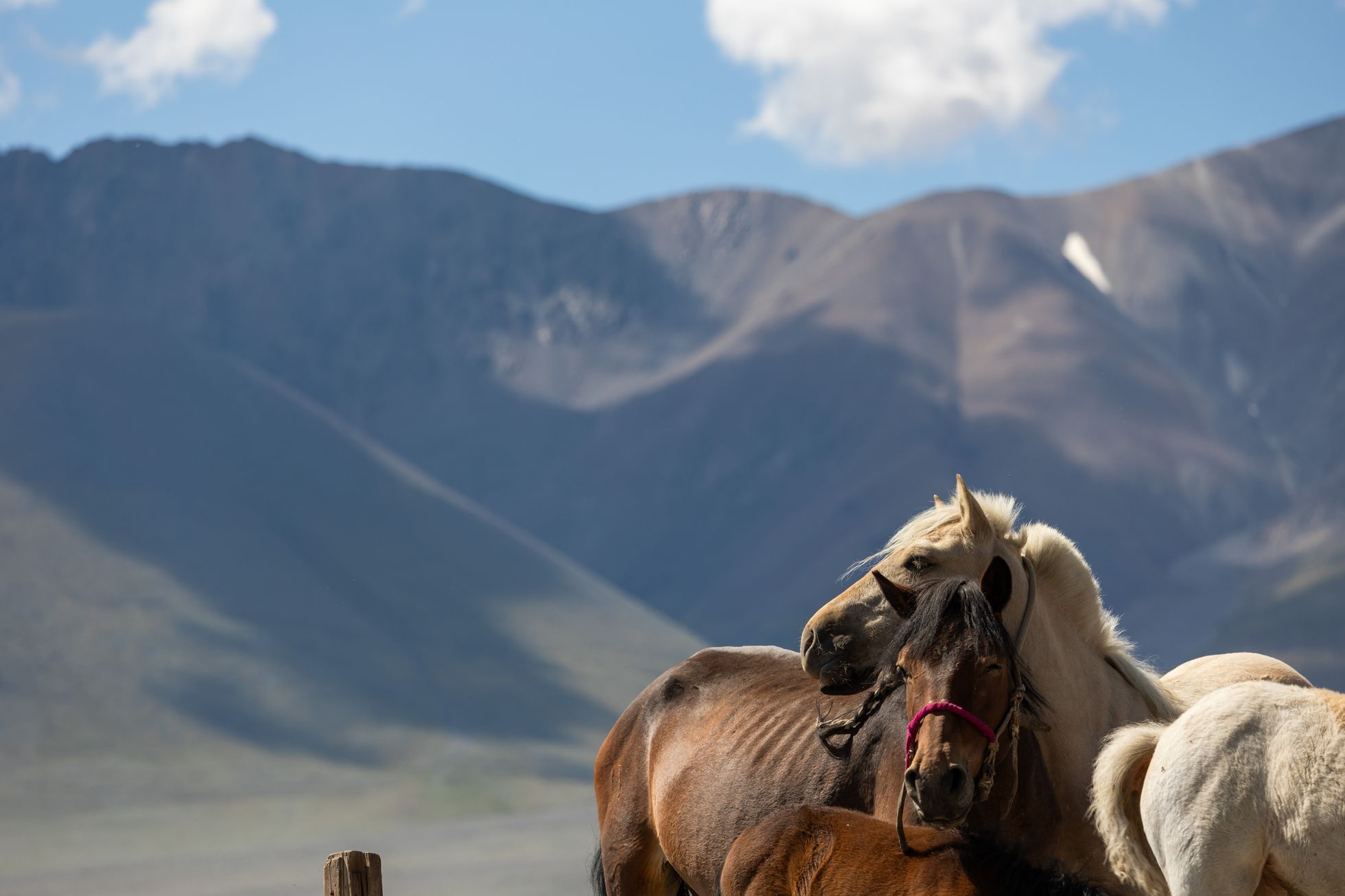 Dan Přibáň Žlutá žába